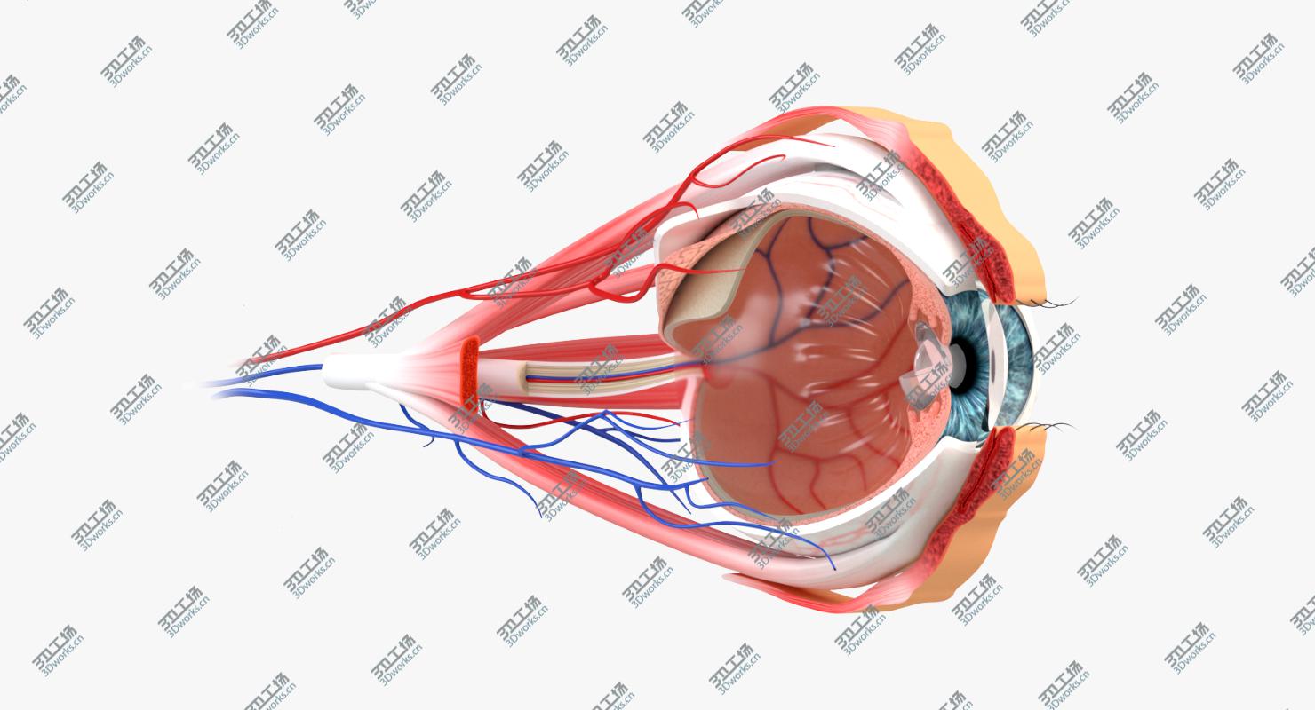 images/goods_img/2021040161/Eye Anatomy Section model/4.jpg